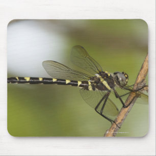 Libelle 5 mousepad