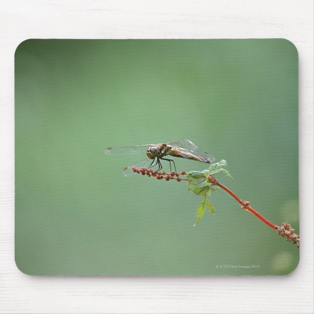 Libelle 6 mousepad (Vorne)