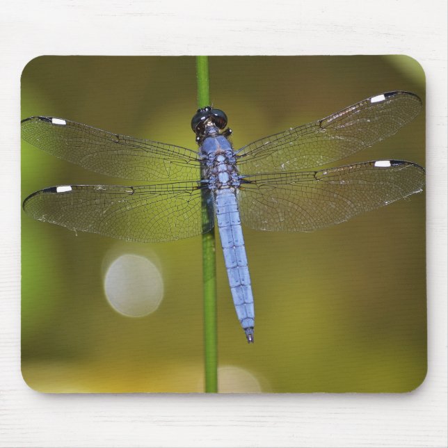 Libelle an der Erholung auf einem mousepad (Vorne)