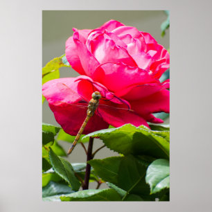 Libelle auf der Blume der rote Rose Poster