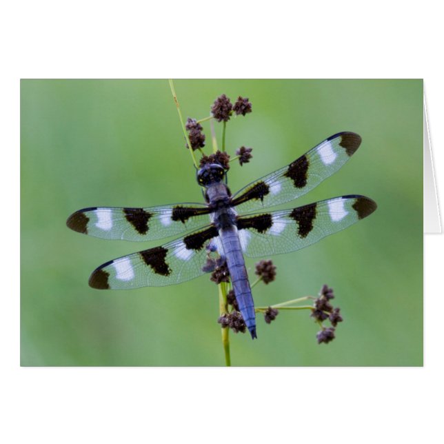 Libelle auf Gras sitzend, Kanada (Vorderseite (Horizontal))