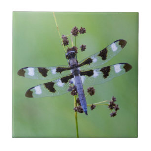 Libelle auf Gras sitzend, Kanada Fliese