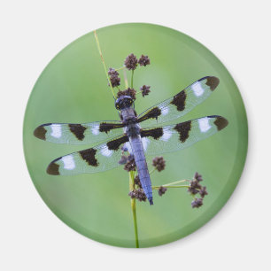 Libelle auf Gras sitzend, Kanada Magnet
