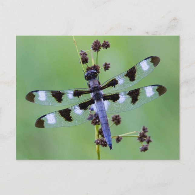 Libelle auf Gras sitzend, Kanada Postkarte (Vorderseite)