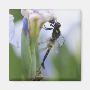 Libelle auf Iris Magnet