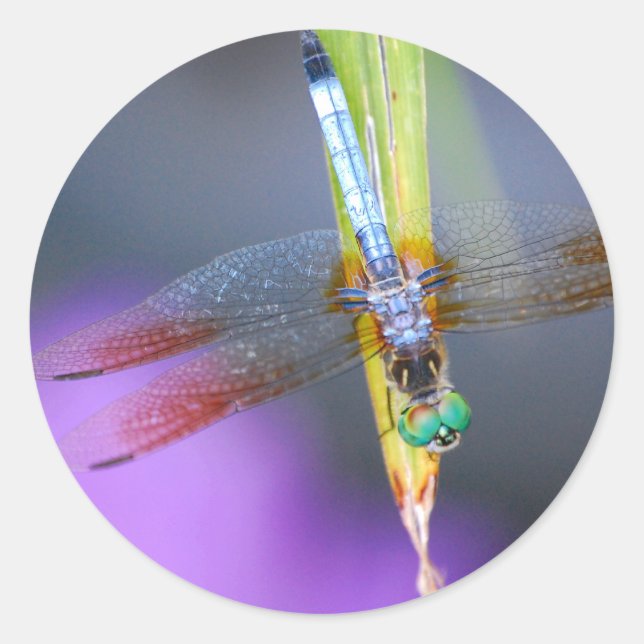 Libelle - Aufkleber (Vorderseite)