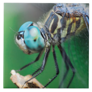 Libelle blaue Darner Nahaufnahme-Augen Fliese