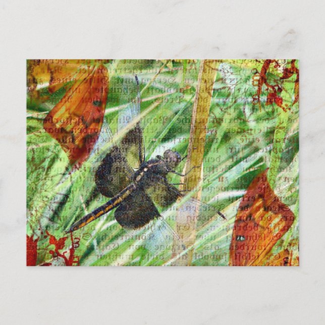 Libelle, Fliege weg Postkarte (Vorderseite)
