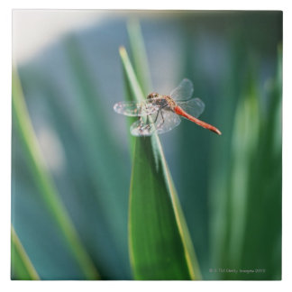 Libelle Fliese