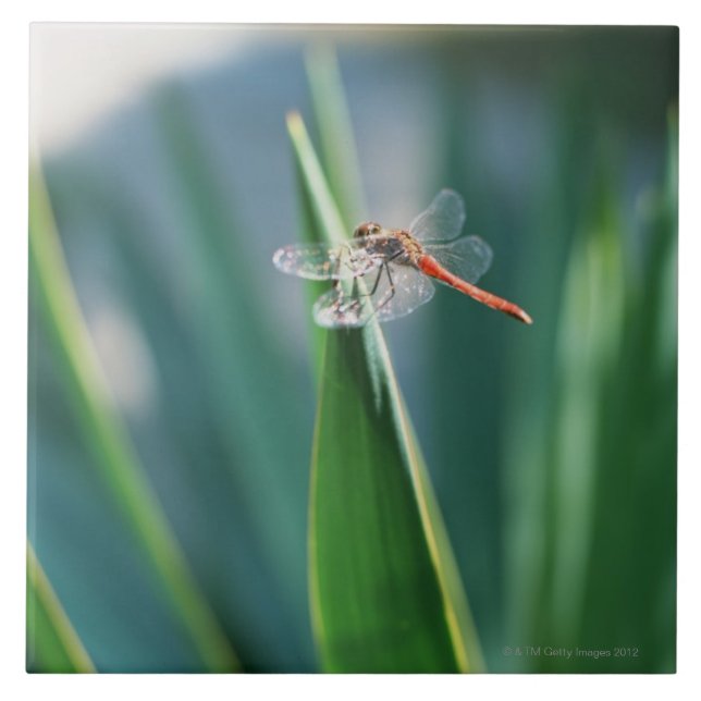 Libelle Fliese (Vorderseite)
