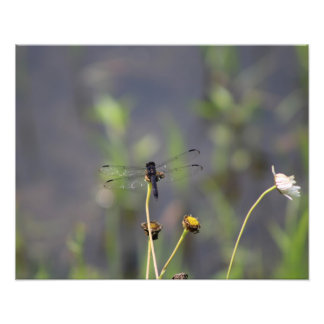 Libelle Fotodruck