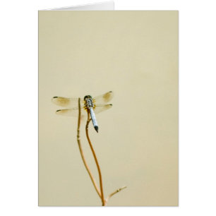 Libelle (freier Raum)