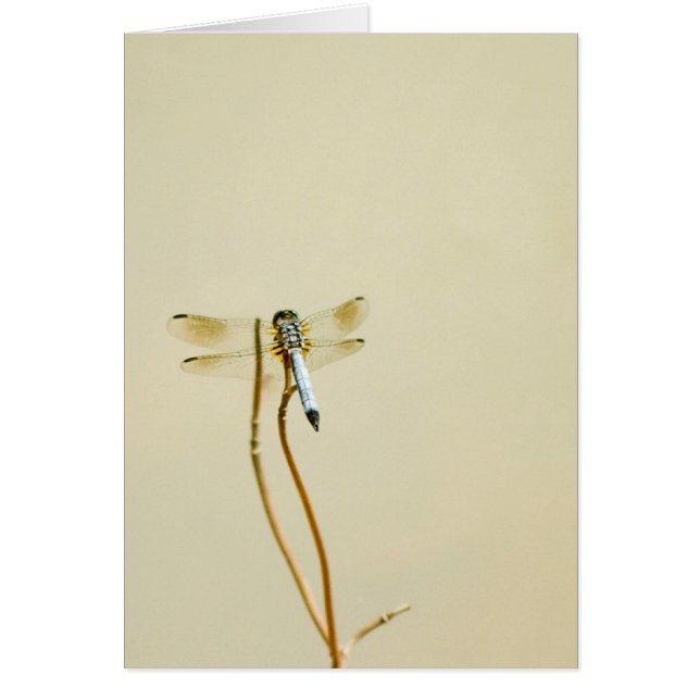 Libelle (freier Raum) (Vorne)