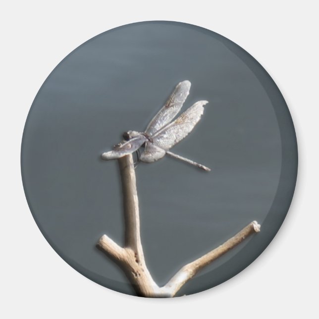 Libelle in der Erholung Magnet (Vorne)