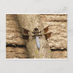 Libelle in der Erholung Postkarte