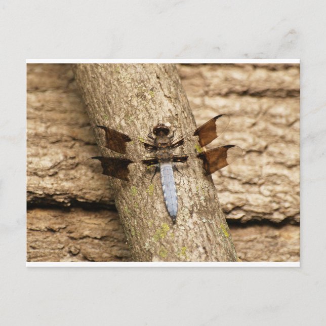 Libelle in der Erholung Postkarte (Vorderseite)