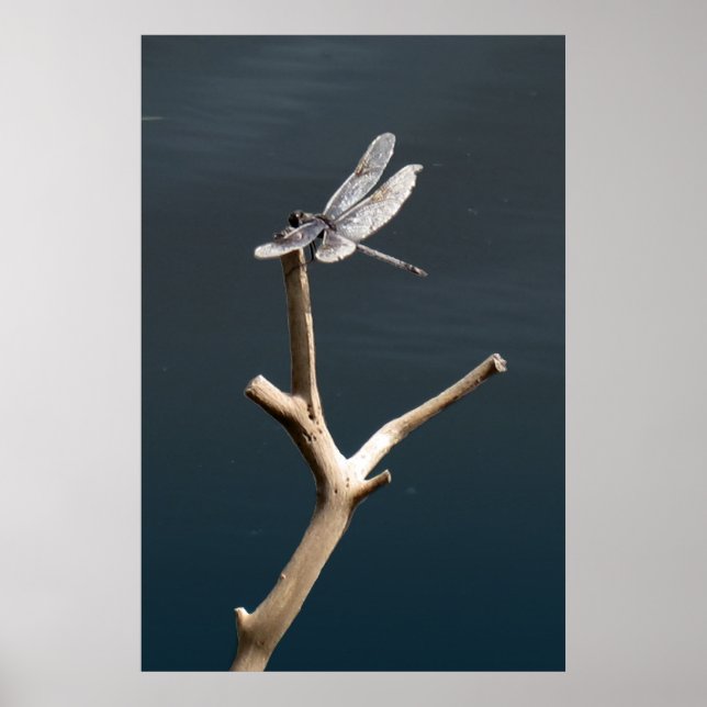 Libelle in Ruhe Poster (Vorne)