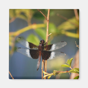 Libelle Magnet