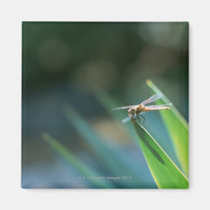 Libelle Magnet
