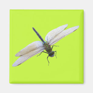 Libelle Magnet