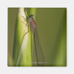 Libelle Magnet
