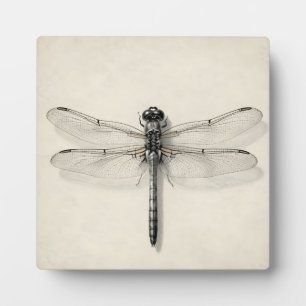 Libelle Metallisch Detaillierte Vintage-Entomologi Fotoplatte
