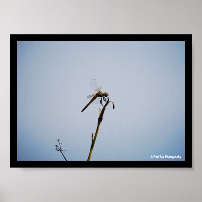 Libelle mit Spazierstock Poster (Vorne)