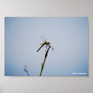 Libelle mit Spazierstock Poster