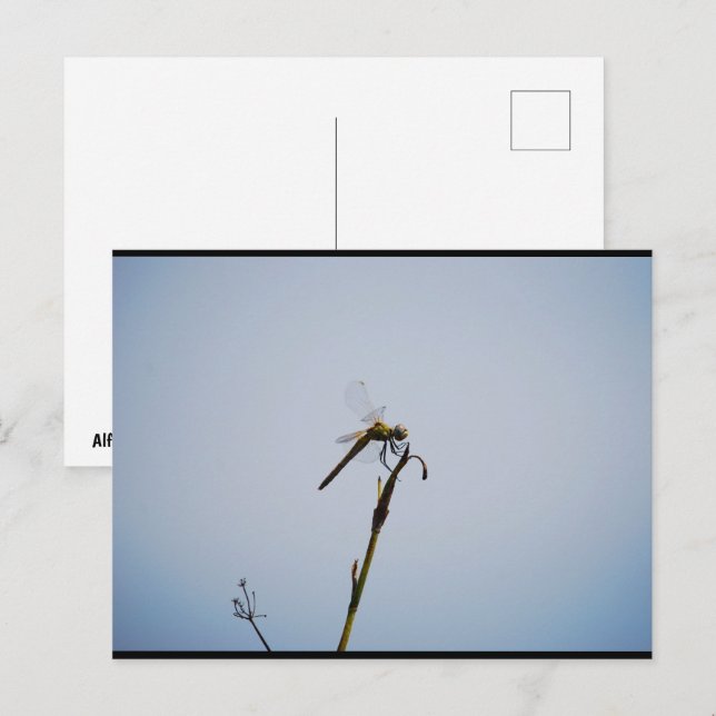 Libelle mit Spazierstock Postkarte (Vorne/Hinten)