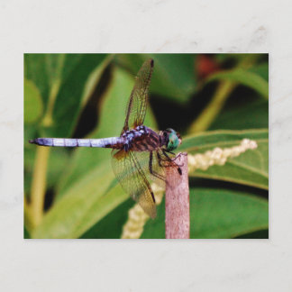 Libelle mit weißen Blume Postkarte