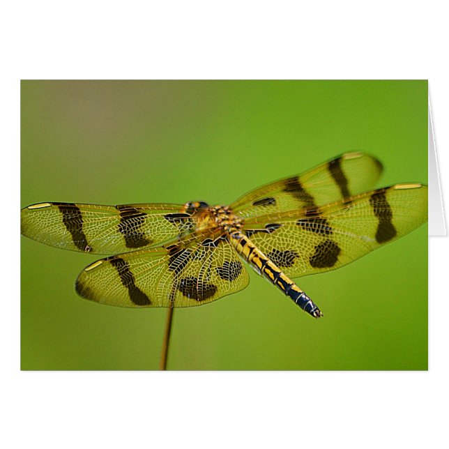 Libelle Notecard (Vorderseite (Horizontal))