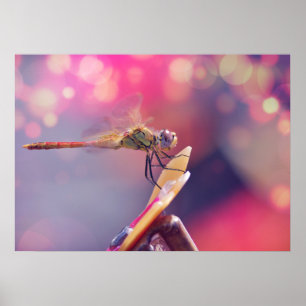Libelle Poster