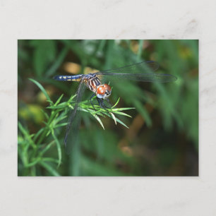 Libelle Postkarte