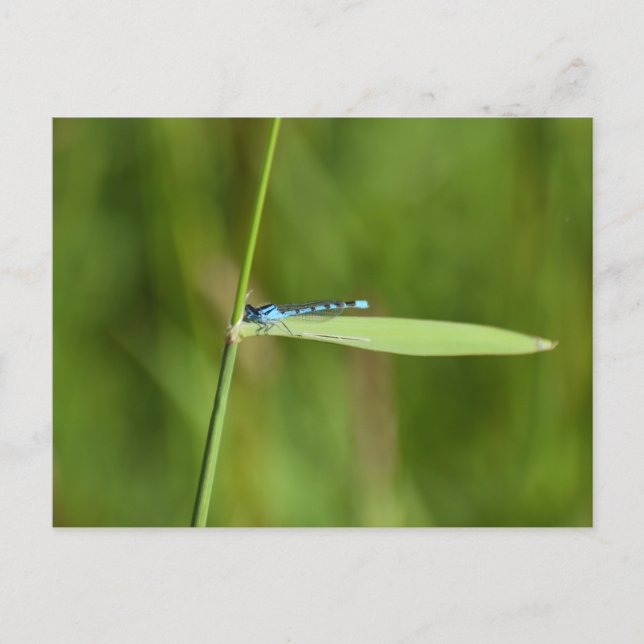 Libelle  postkarte (Vorderseite)