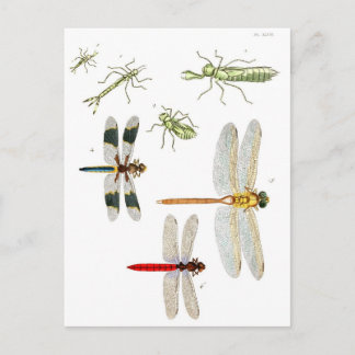 Libelle Postkarte