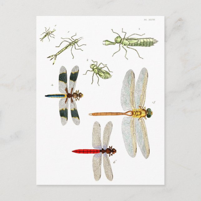 Libelle Postkarte (Vorderseite)