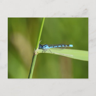 Libelle postkarte