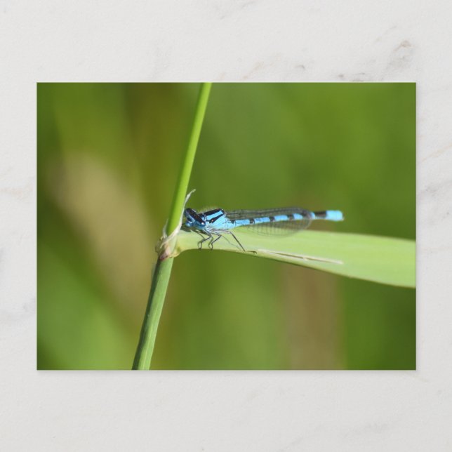 Libelle  postkarte (Vorderseite)