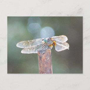 Libelle Postkarte