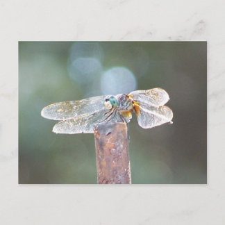 Libelle Postkarte