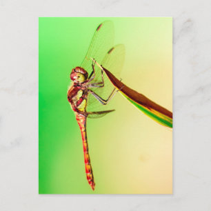 Libelle Postkarte
