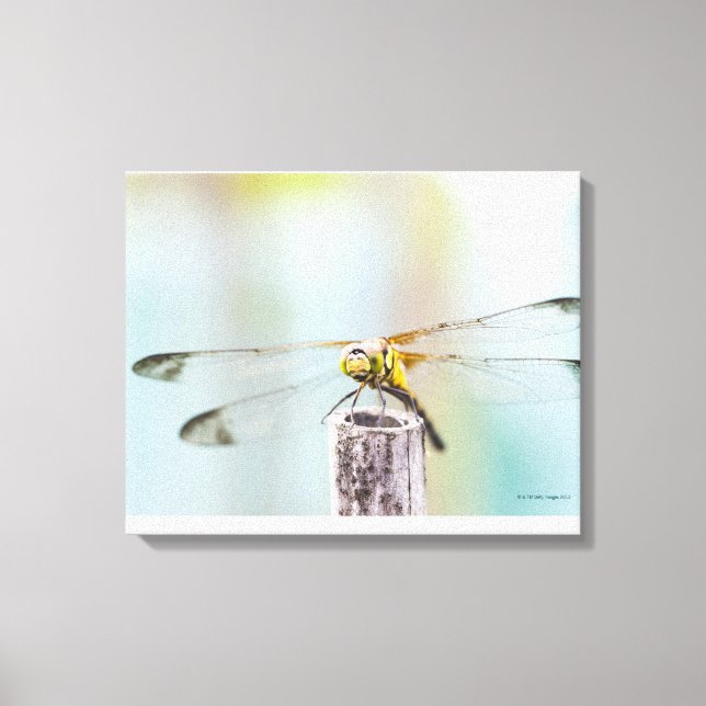 Libelle (Sympetrum infuscatum) Leinwanddruck (Vorderseite)