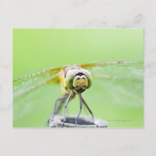 Libelle (Sympetrum infuscatum) Postkarte