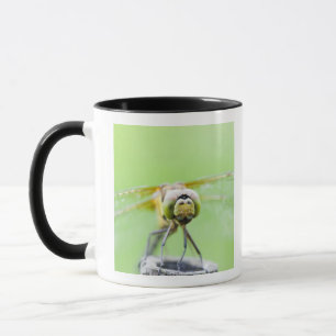 Libelle (Sympetrum infuscatum) Tasse