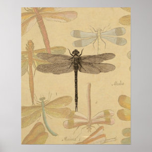 Libelle Vintage Antik Klassik Natur Poster