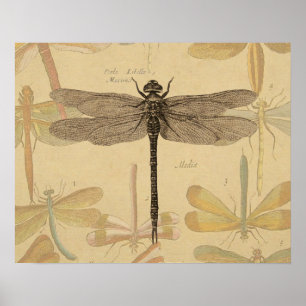 Libelle Vintage Antik Klassik Natur Poster
