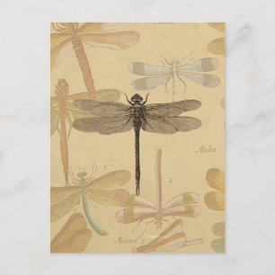 Libelle Vintage Antik Klassik Natur Postkarte