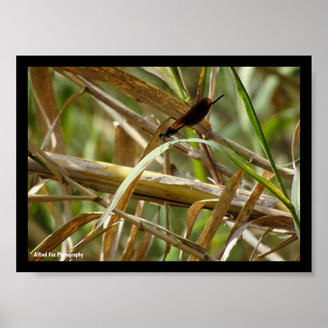 Libelle zwischen Bambus Poster (Vorne)