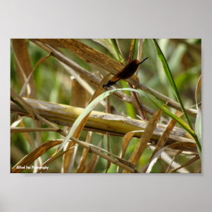 Libelle zwischen Bambus Poster