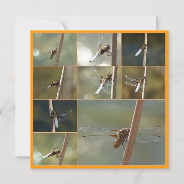 Libellen (Vorderseite)